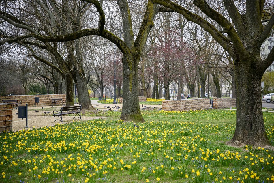 Łódź. Park Staromiejski w Łodzi w żółtych barwach żonkili. Aż chce się spacerować!