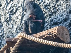 Makaki wanderu z Orientarium Zoo Łódź