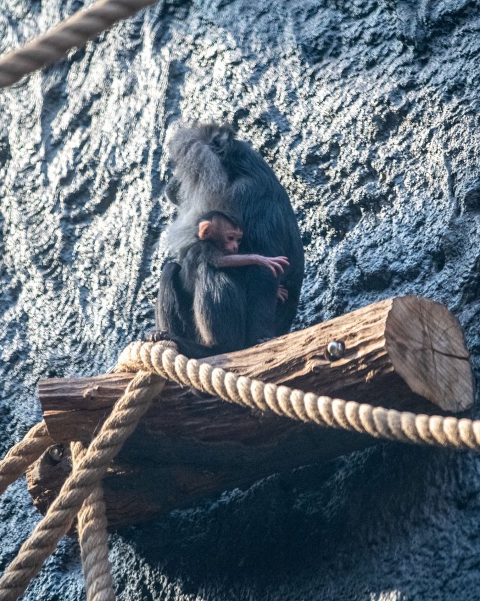 Makaki wanderu z Orientarium Zoo Łódź