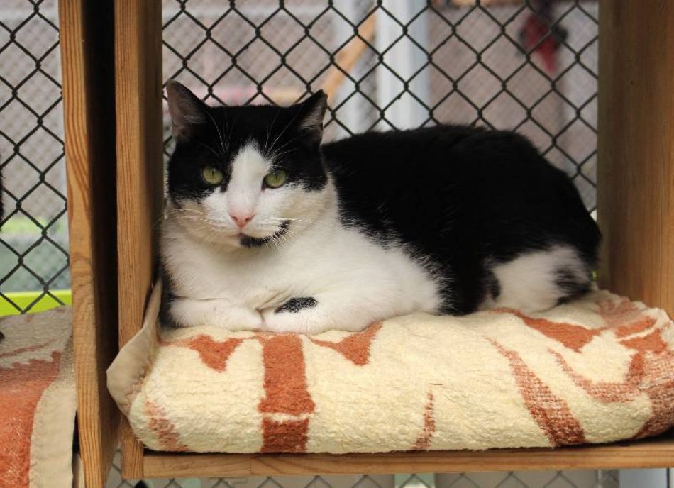 Łódź. Adoptuj odpowiedzialnie! Pomóż kociakom ze schroniska w Łodzi znaleźć nowe domy