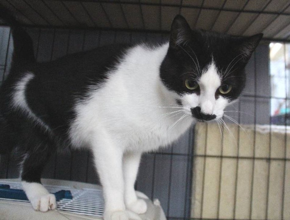 kotek w schronisku dla zwierząt w Łodzi