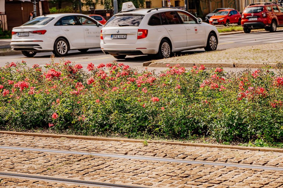 Łódź. Wrzesień w Łodzi potrafi zaskoczyć! Miasto wciąż tętni kolorami i zapachem kwiatów