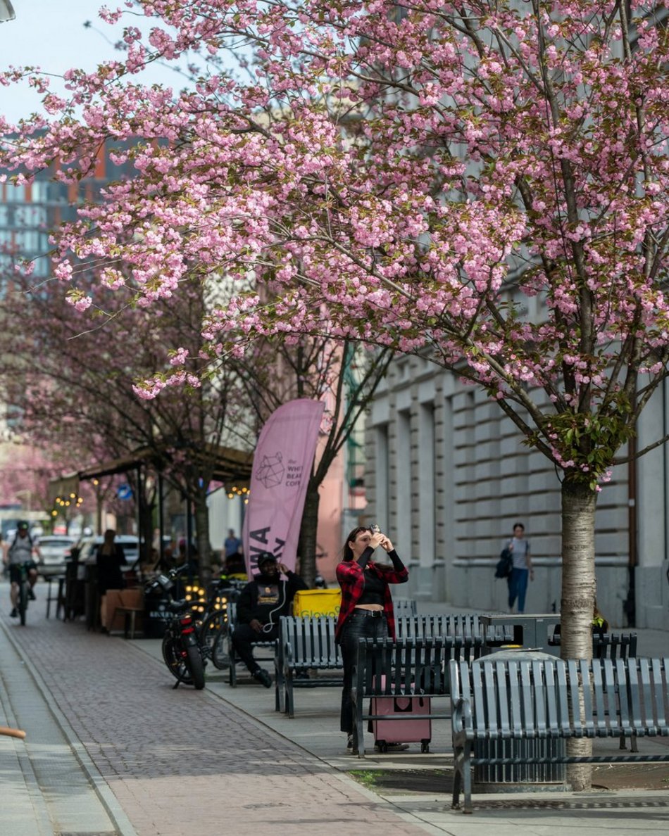 Zjawiskowy woonerf 6 sierpnia w Łodzi w wiosennych szatach! Rozkwitły wiśnie kanzan!