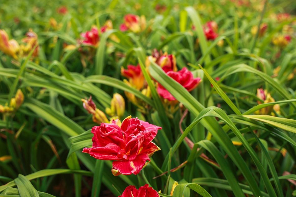 Łódź. Liliowce zachwycają w Ogrodzie Botanicznym w Łodzi. Widok zapierający dech!