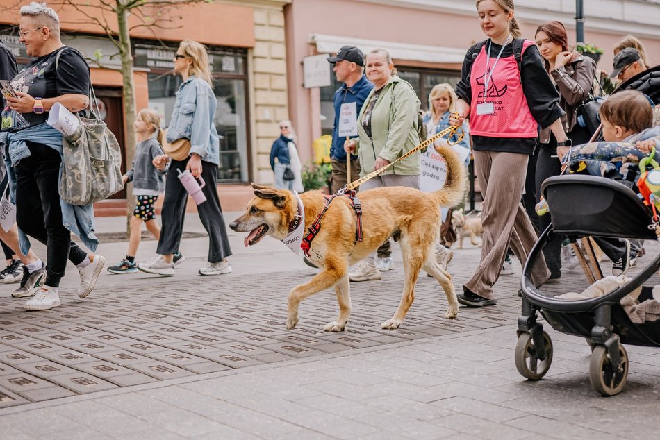 Łódź. Parada Kundelków na Piotrkowskiej