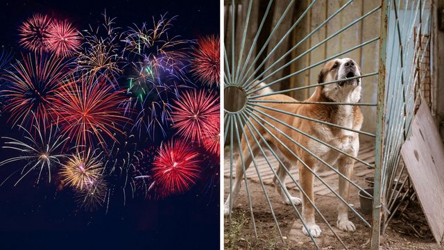 Nie strzelaj w Sylwestra! Łódź stawia na bezpieczeństwo zwierząt [SZCZEGÓŁY]