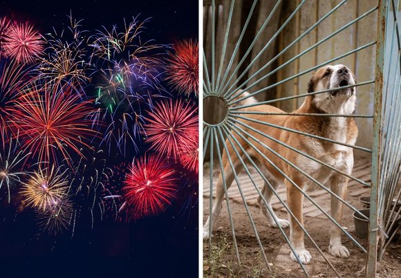 Łódź. Fajerwerki i pies