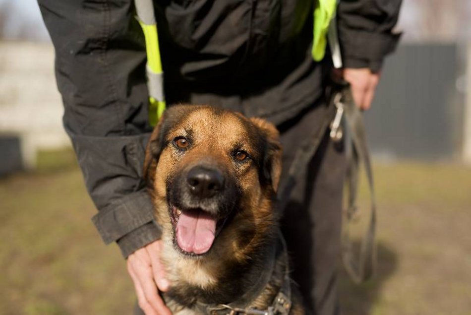 Wesoły Diego czeka na adopcję w schronisku w Łodzi