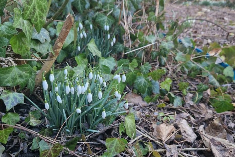 Na Dąbrowie w Łodzi już wiosna! Przebiśniegi kwitną wokół bloków
