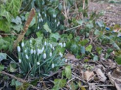 Na Dąbrowie w Łodzi już wiosna! Przebiśniegi kwitną wokół bloków