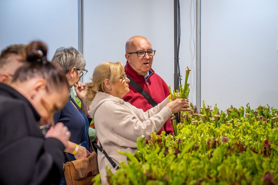 Łódź. World Flower Show w hali Expo Łódź. Przyjdź i zobacz orchidee, drzewa bonsai i sukulenty