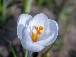 Łódź. Żonkile i krokusy opanowały Piłsudskiego. Wiosna w Łodzi w najpiękniejszym wydaniu