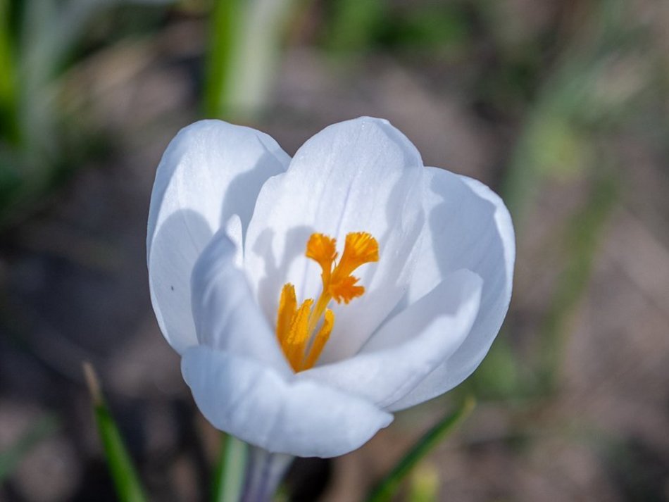 Łódź. Żonkile i krokusy opanowały Piłsudskiego. Wiosna w Łodzi w najpiękniejszym wydaniu