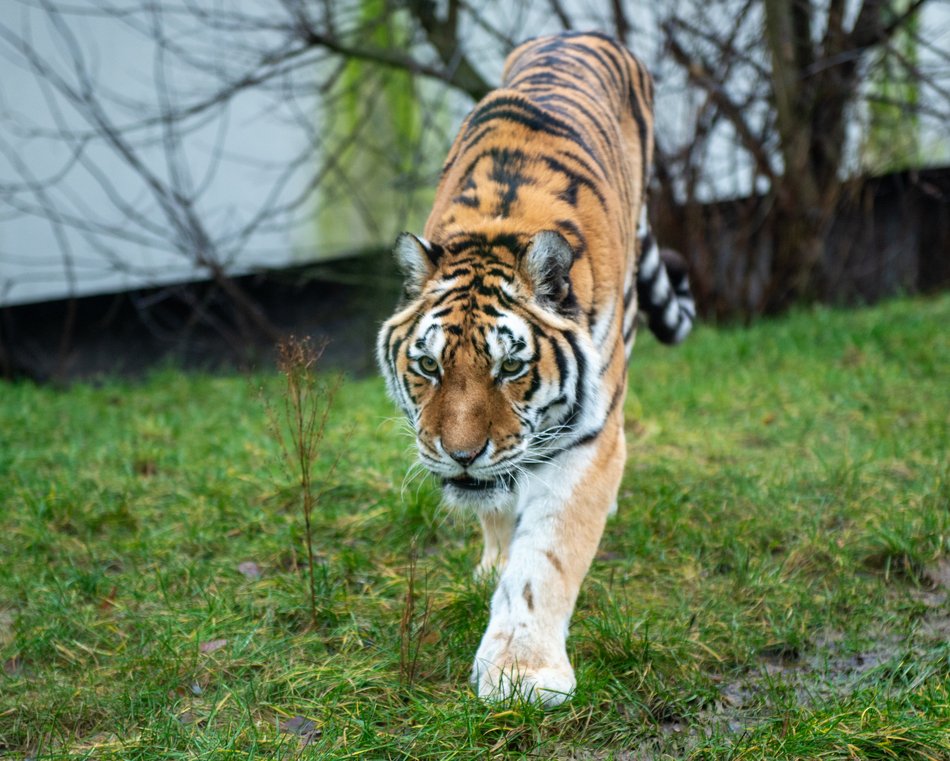 Tygrys syberyjski w Orientarium Zoo Łódź
