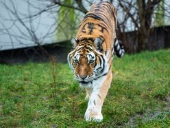 Tygrys syberyjski w Orientarium Zoo Łódź