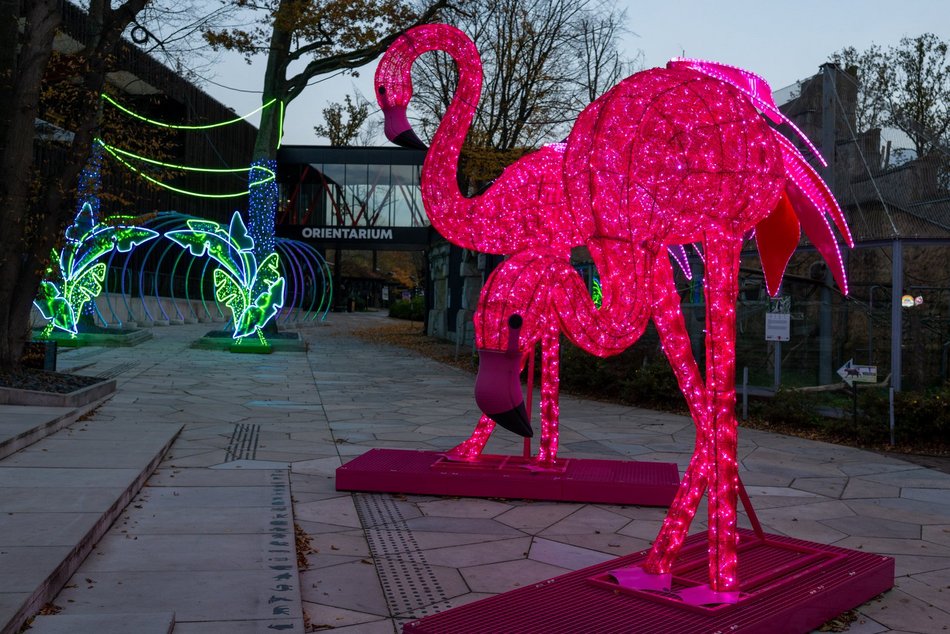 Park Miliona Świateł w Łodzi otwarty! Magiczne zwierzęta opanowały Orientarium Zoo Łódź