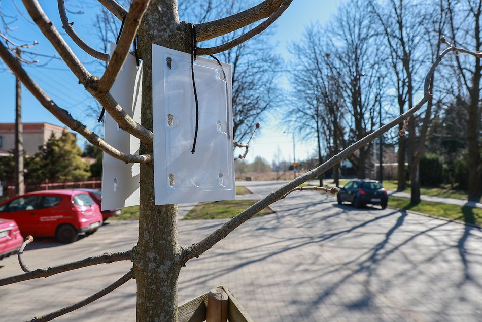 Łódź. Chronimy kasztanowce! Pułapki feromonowe na drzewach odstraszą szkodniki