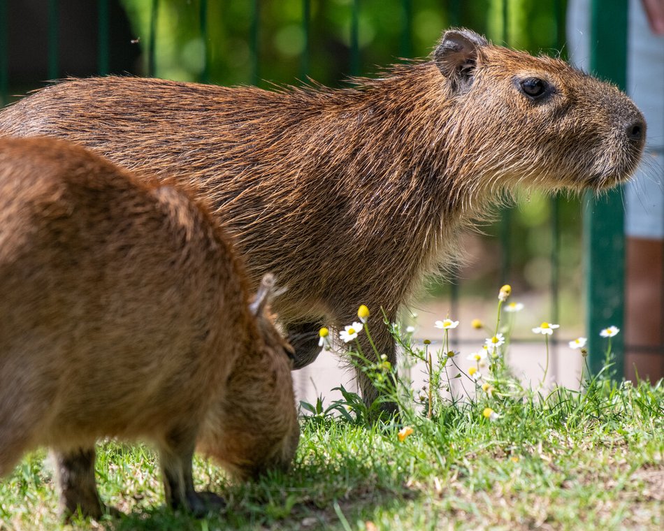 Dzień kapibary w Orientarium Zoo Łódź