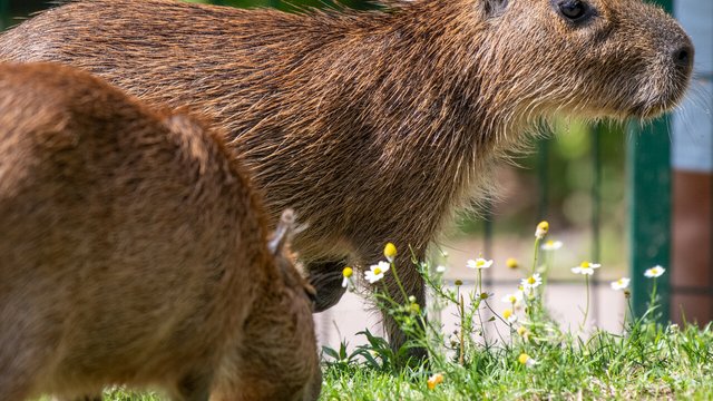 Dzień kapibary w Orientarium Zoo Łódź. Spędź czas z bohaterką memów [SZCZEGÓŁY]
