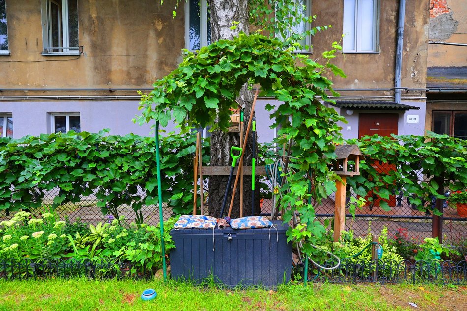 Ogród społeczny przy ul. Pomorskiej 81