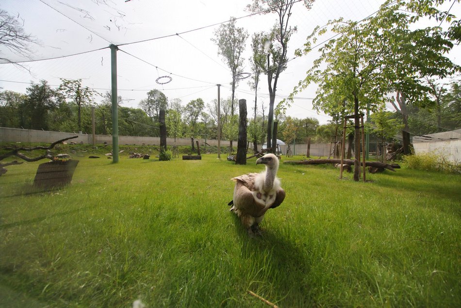 Sępy w Orientarium Zoo Łódź
