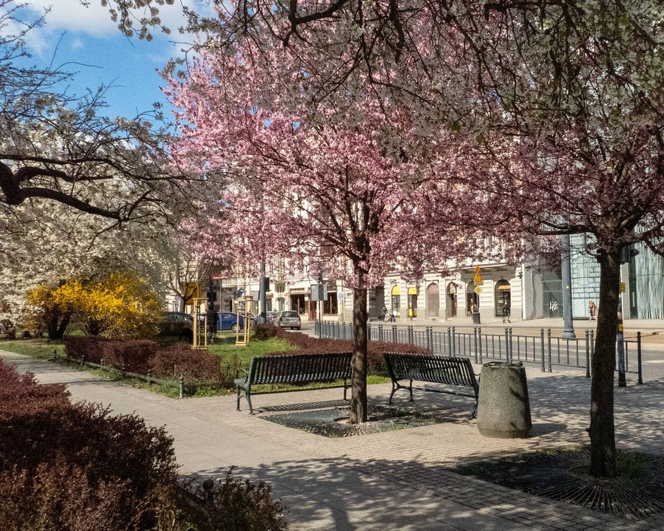 Łódź kwitnie na różowo! Zobacz piękne kadry z centrum miasta!