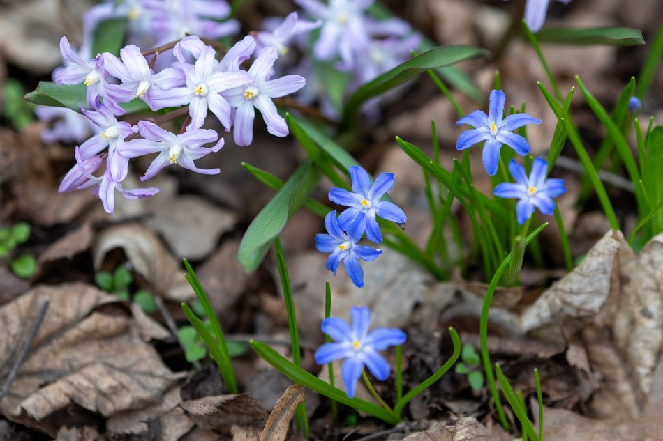 Wiosenny Ogród Botaniczny w Łodzi. Spacer wśród budzącej się do życia przyrody