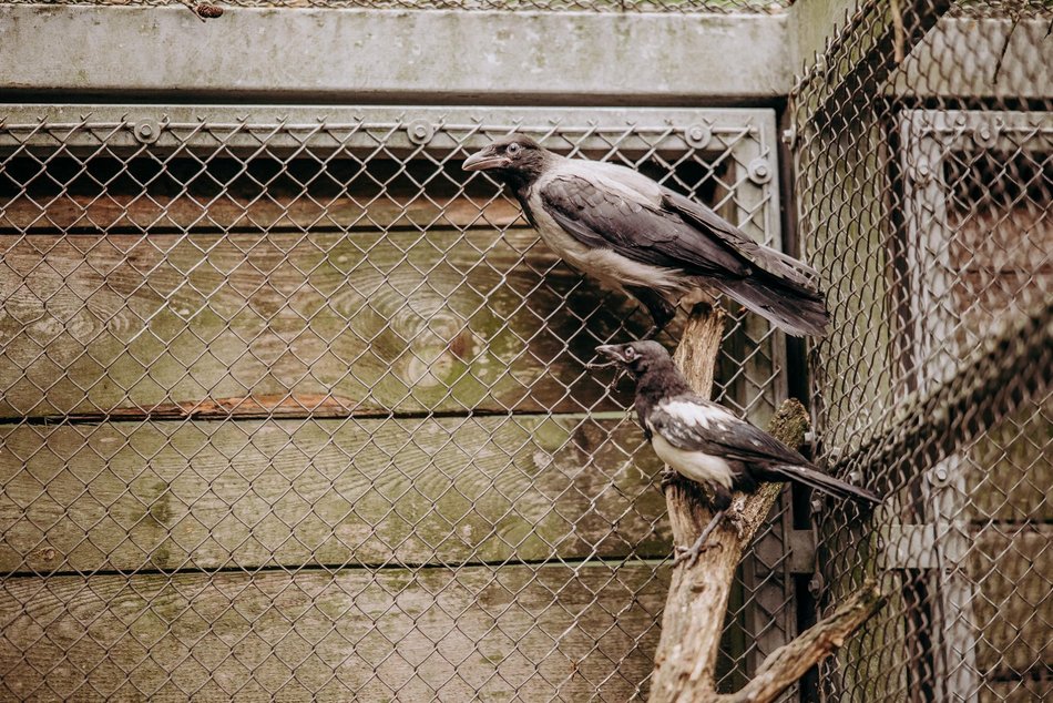 Łódź. Ośrodek Rehabilitacji Dzikich Zwierząt działa pełną parą. Ponad 1000 zwierząt w 2025 roku