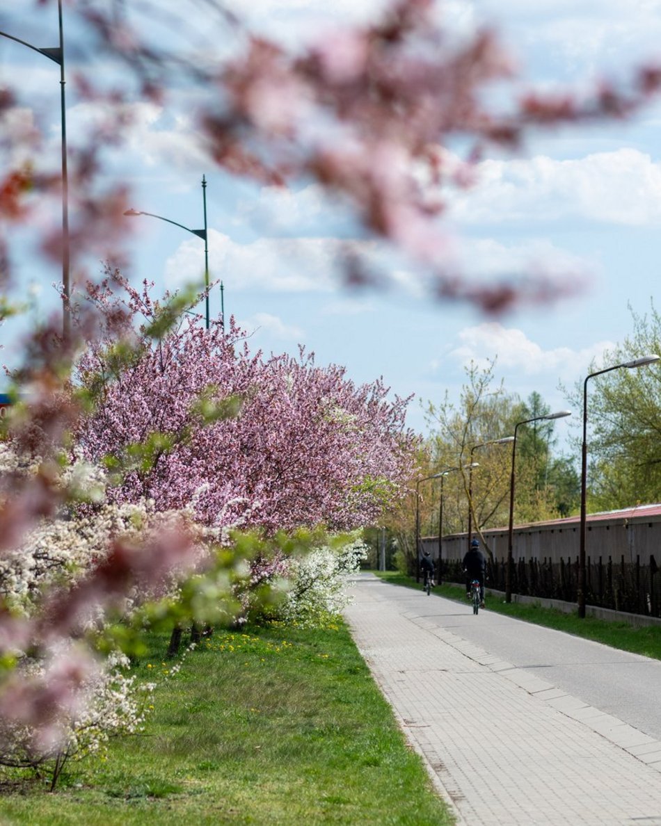 Łódź. Biało-różowy zawrót głowy na Rokicińskiej w Łodzi. Kwitnąca przyroda wygląda, jak z bajki!