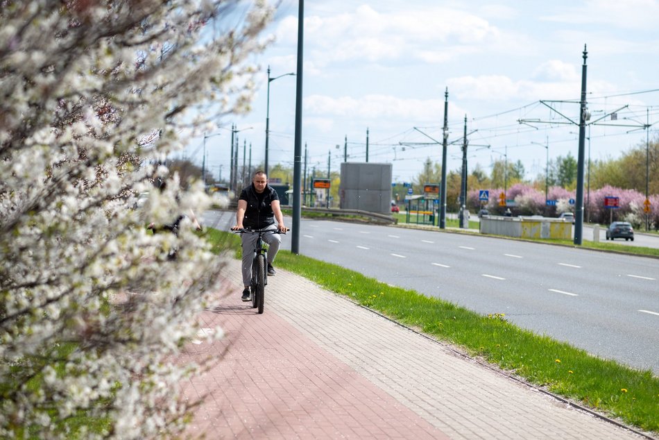 Łódź. Biało-różowy zawrót głowy na Rokicińskiej w Łodzi. Kwitnąca przyroda wygląda, jak z bajki!