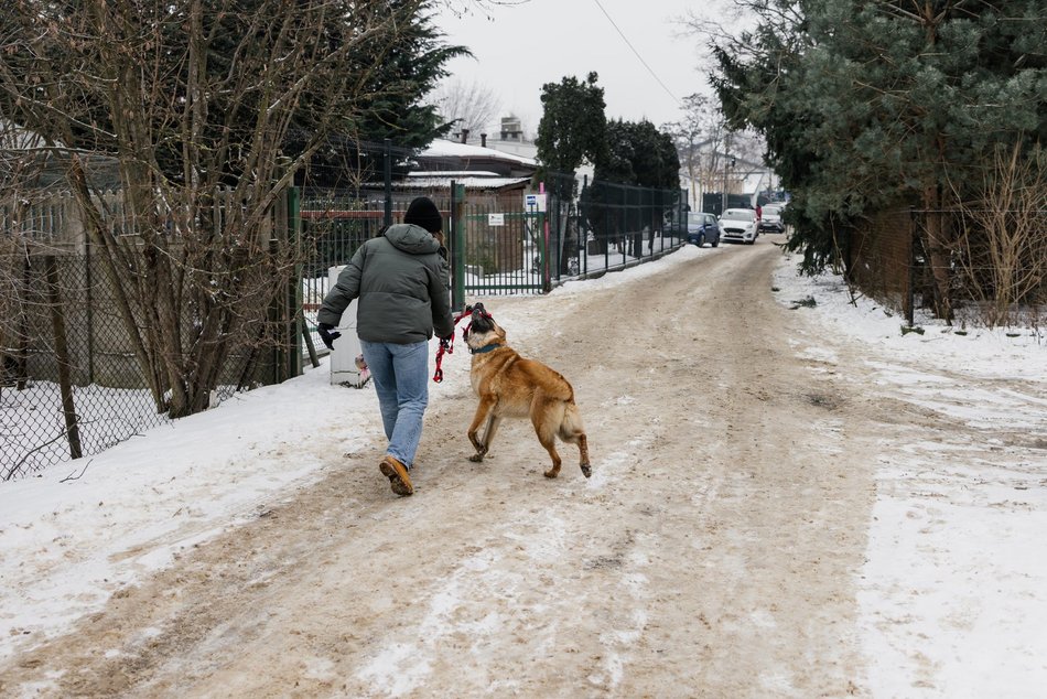 Łódź. Psy ze schroniska w Łodzi znów na spacerze! Dla tych wesołych pyszczków aż chce się chodzić!