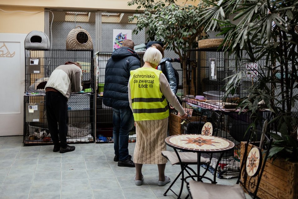 Łódź. Kocie walentynki w schronisku w Łodzi. Zobacz zdjęcia ze spotkania adopcyjnego