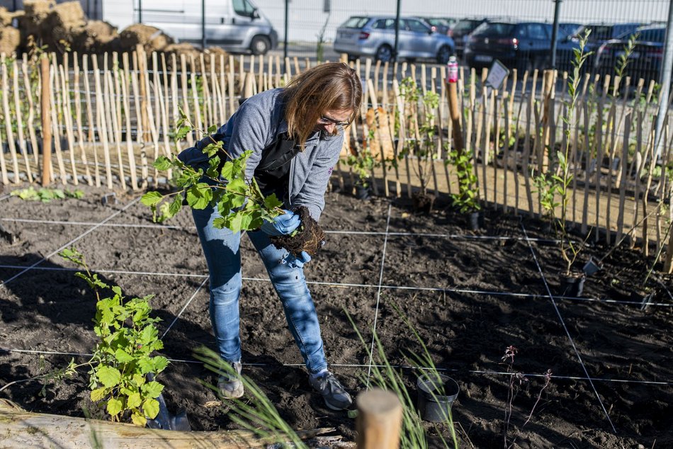 Na Polesiu powstał... mikrolas!
