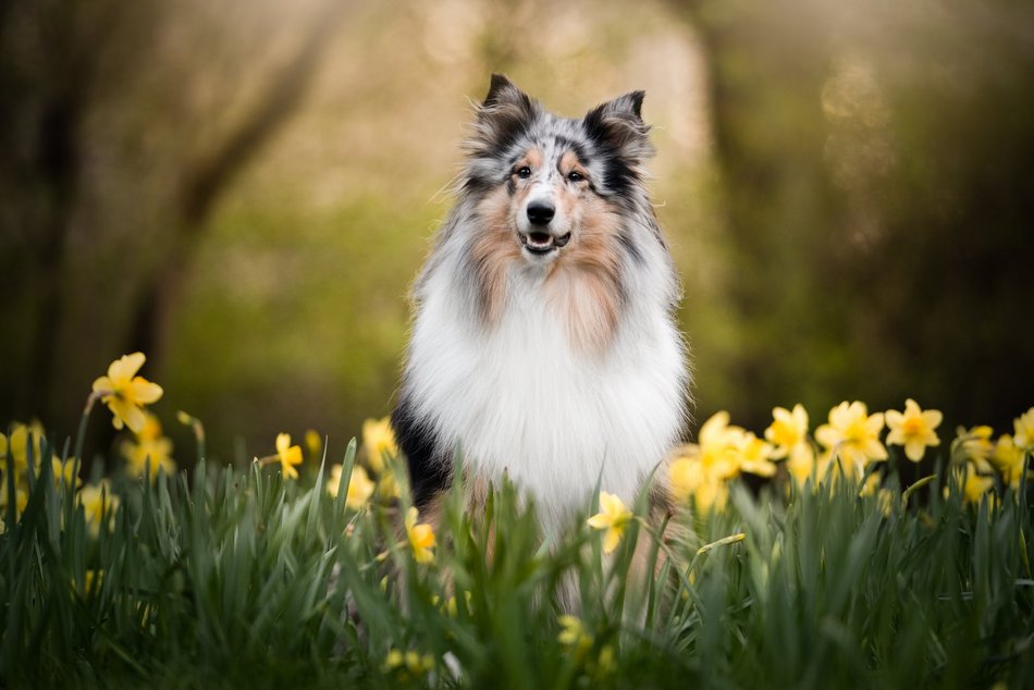 Piesografia zdjęcia zwierzaków