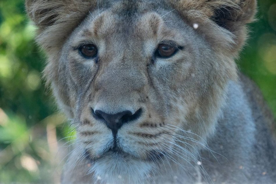 Nowa lwica w Orientarium Zoo Łódź! To nie jest malutka kotka!