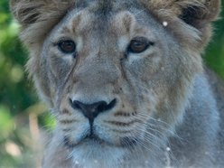 Nowa lwica w Orientarium Zoo Łódź! To nie jest malutka kotka!