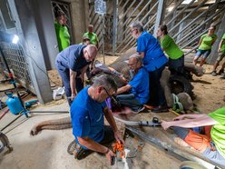 Sensacyjne wieści z Orientarium Zoo Łódź! Operacja słonia indyjskiego udana!
