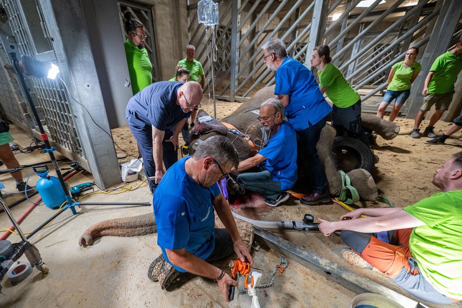 Sensacyjne wieści z Orientarium Zoo Łódź! Operacja słonia indyjskiego udana!
