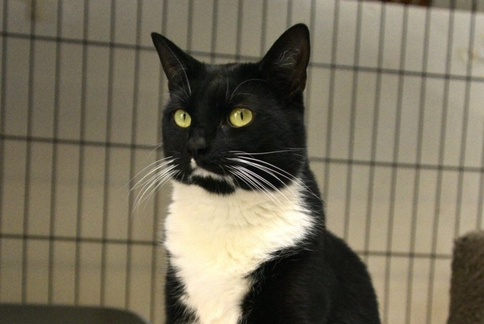 Smutny powrót do schroniska w Łodzi. Ile razy Tom może tutaj wracać?