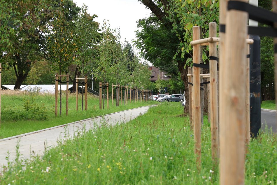 Łódź. Prawie 100 nowych drzew w Łodzi! Jesiony, lipy pojawiły się w centrum miasta