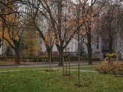 Łódź coraz bardziej zielona! Nowe drzewa pojawiły się na Górnej