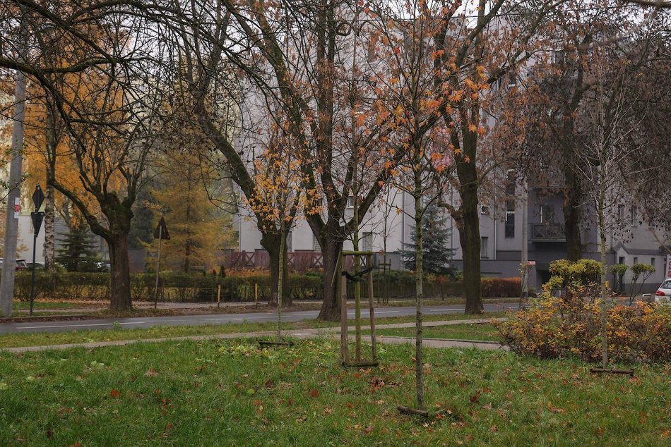 Łódź coraz bardziej zielona! Nowe drzewa pojawiły się na Górnej