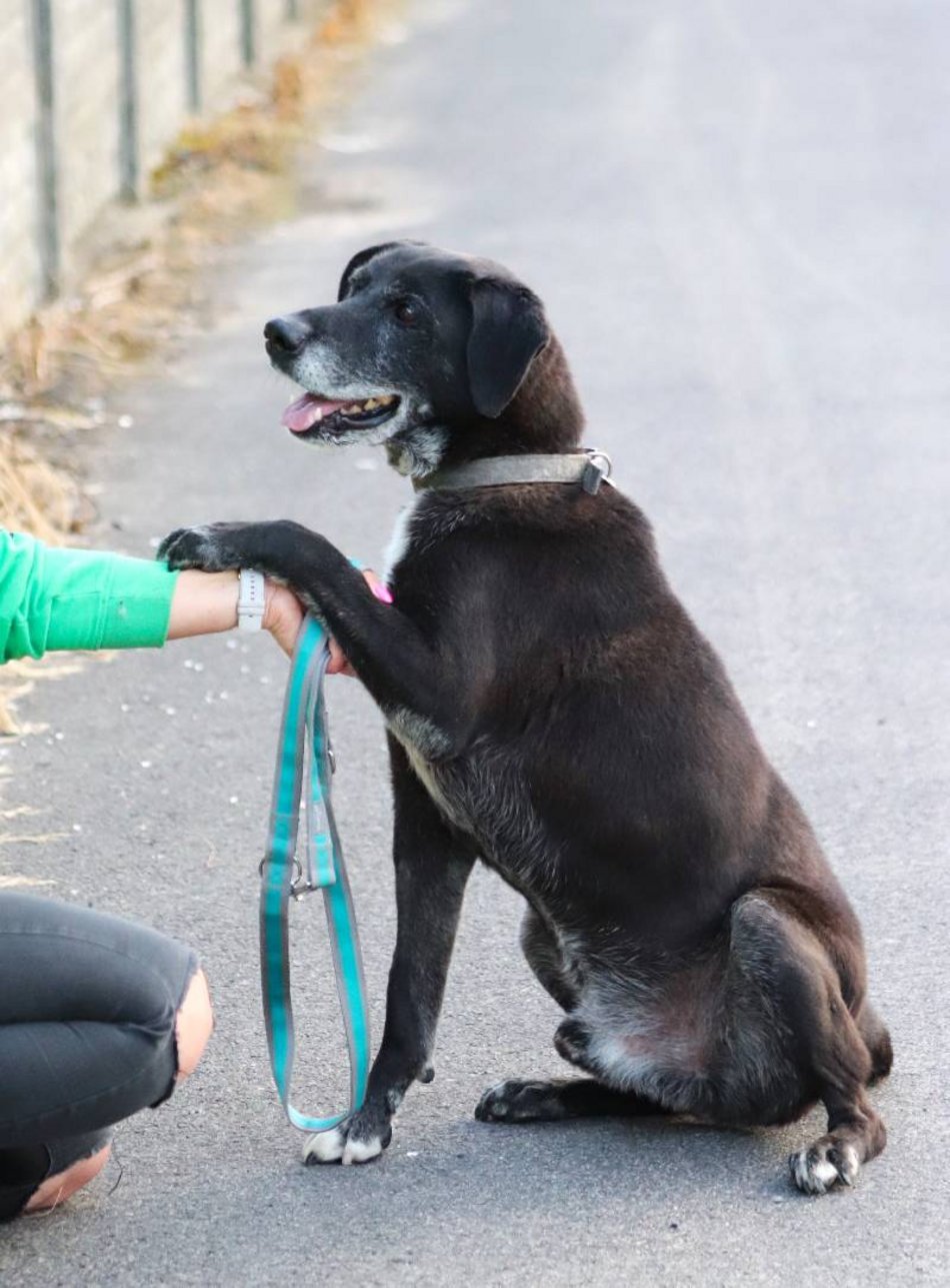 Łódź. Fado jest w schronisku w Łodzi od 4 lat i... wystarczy! Pomóż mu znaleźć nowy dom!
