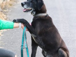 Łódź. Fado jest w schronisku w Łodzi od 4 lat i... wystarczy! Pomóż mu znaleźć nowy dom!