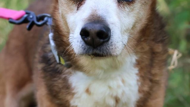 Koneser relaksu do adopcji! Pies Fakir czeka na nowy, kochający dom