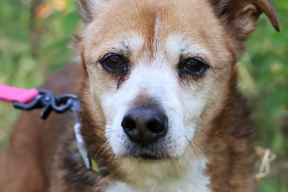 Łódź. Koneser relaksu do adopcji! Pies Fakir czeka na nowy, kochający dom