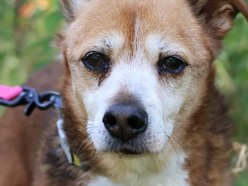 Łódź. Koneser relaksu do adopcji! Pies Fakir czeka na nowy, kochający dom