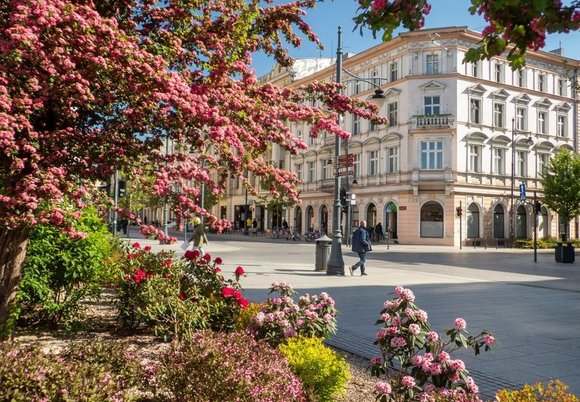 Łódź. Kradzieże i niszczenie miejskich roślin w Łodzi. „Córka chciała do ogródka". Uwaga, to karalne!