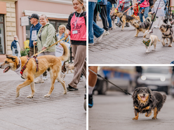 Łódź. Parada Kundelków na Piotrkowskiej