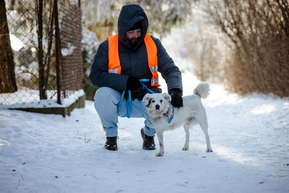 Łódź. Psy ze schroniska w Łodzi na spacerze